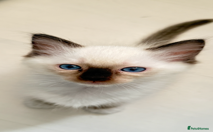 Ragdoll cats - Advert 4