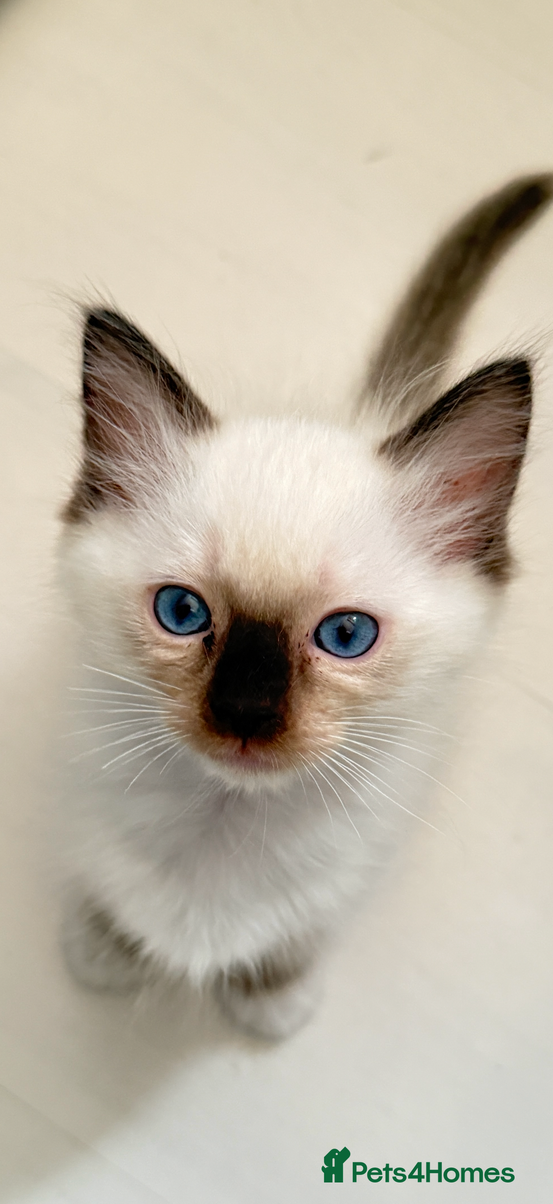 Ragdoll cats for sale: *** 3 Pure Ragdolls Kittens ready to leave *** - Image 7