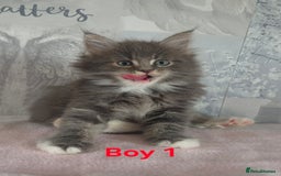 Ragcoon cats for sale: Troublesome two - Image 2