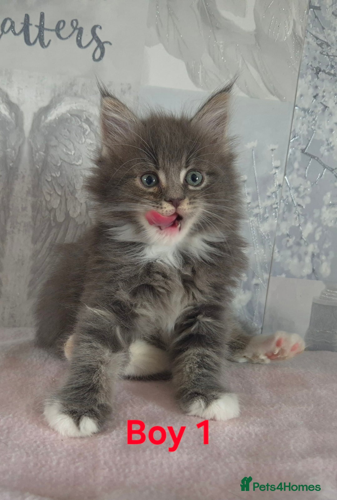 Ragcoon cats for sale: Troublesome two - Image 2