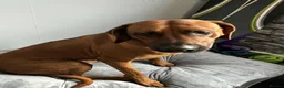 Rhodesian Ridgeback dogs for sale: Rhodesian Ridgeback Adult male in Middlesbrough - Advert 7