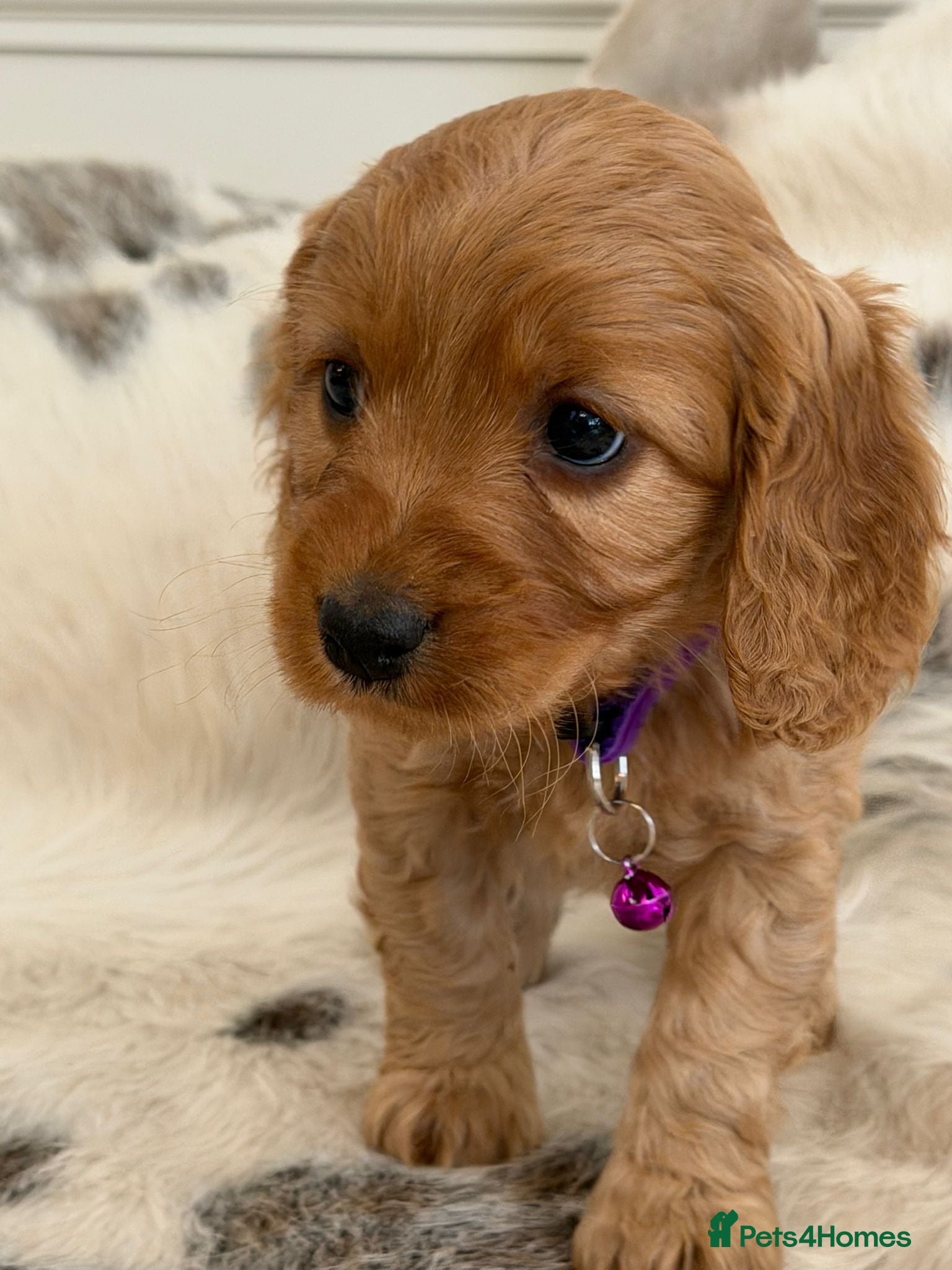 Cockapoo dogs Adorable F1 Cockapoo Puppies - Advert 2