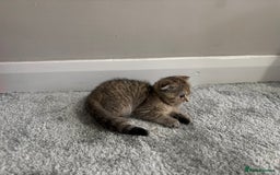 Scottish Fold cats for sale: Scottish fold for sale - Image 6