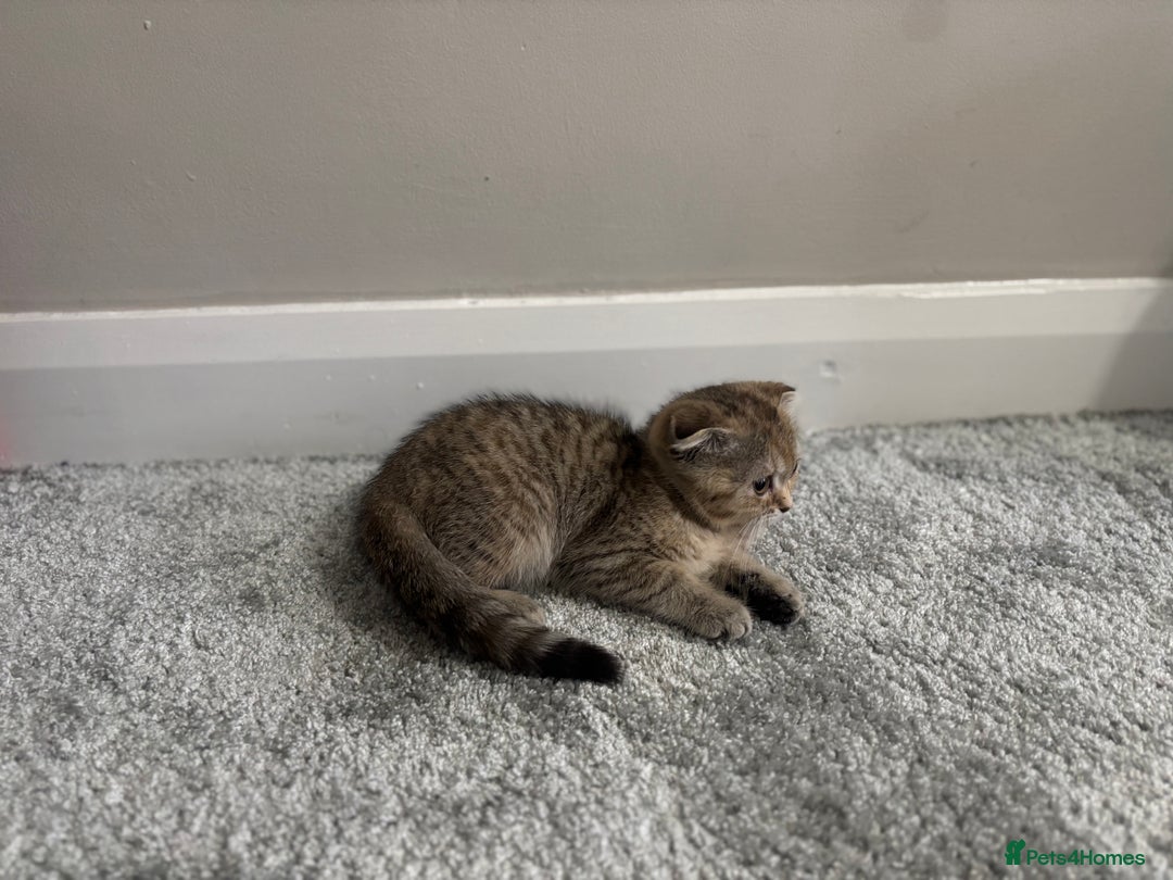Scottish Fold cats for sale: Scottish fold for sale - Image 6