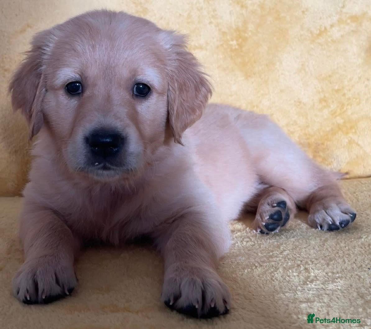 Golden Retriever dogs KC working line golden retrievers  - Advert 3