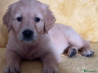 Golden Retriever dogs KC working line golden retrievers - Advert 3