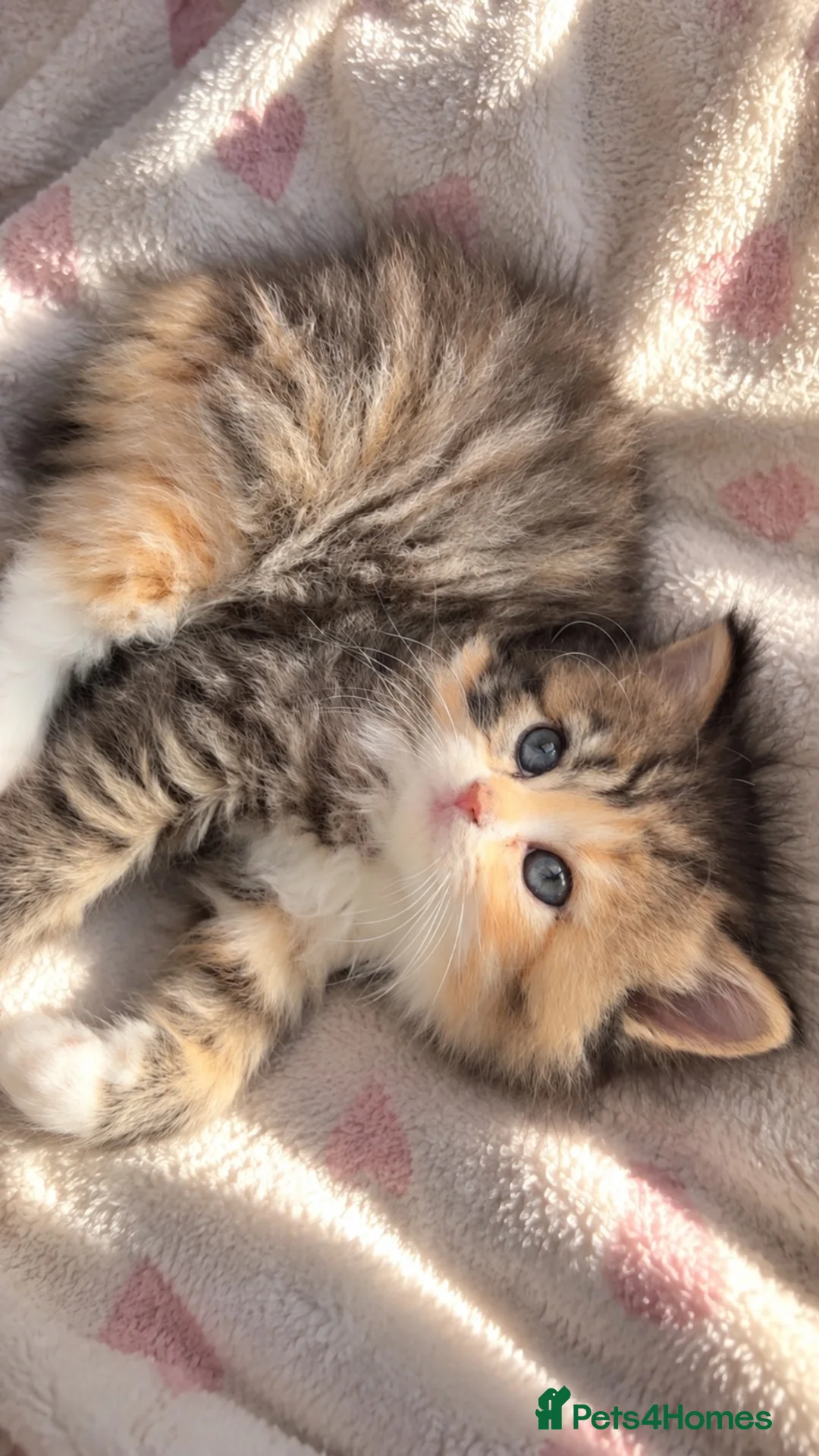 British Longhair cats for sale: Scottish straight x British longhair kitten! - Advert 2