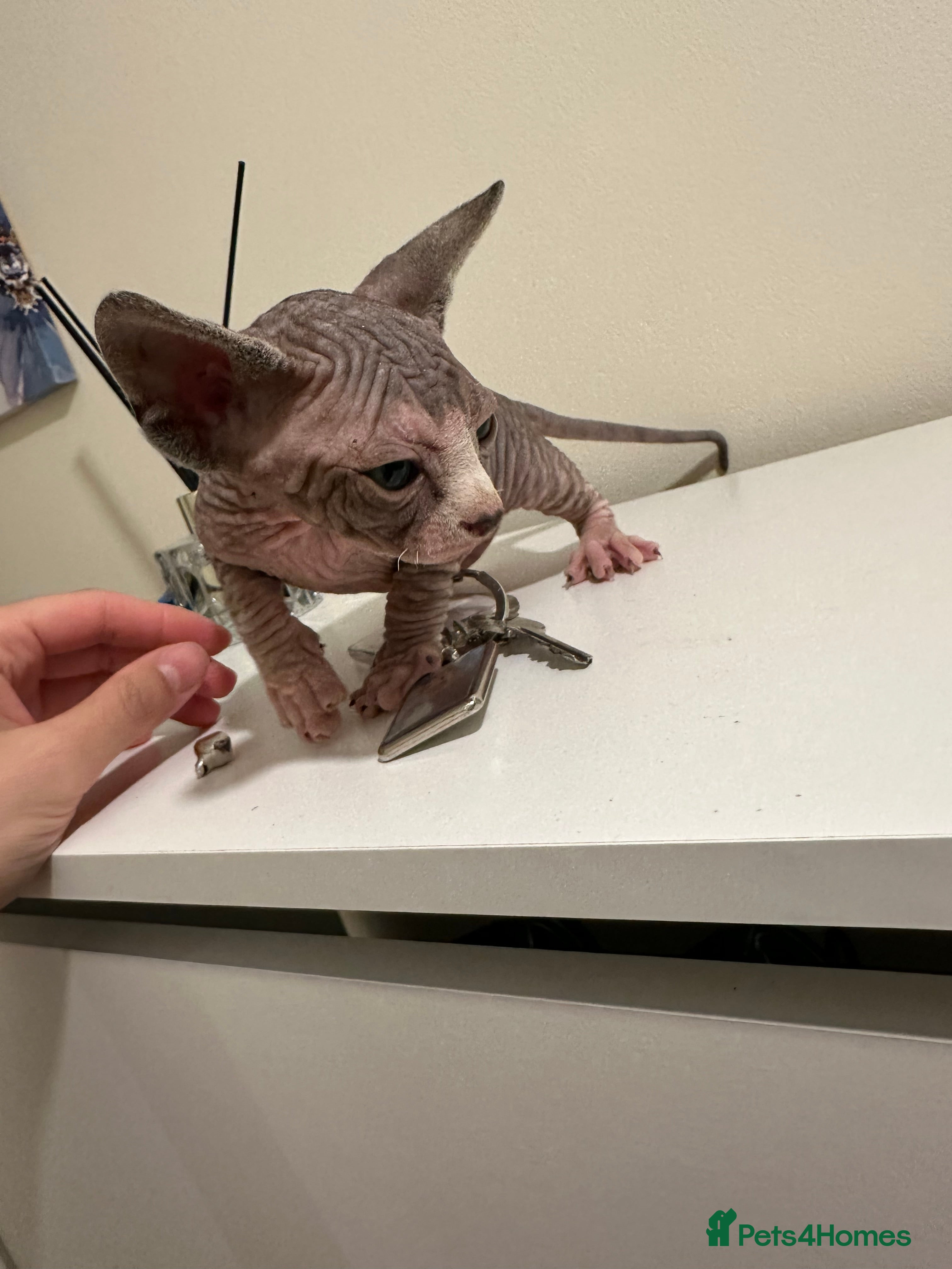 Sphynx cats beautiful Sphynx babies - Advert 12