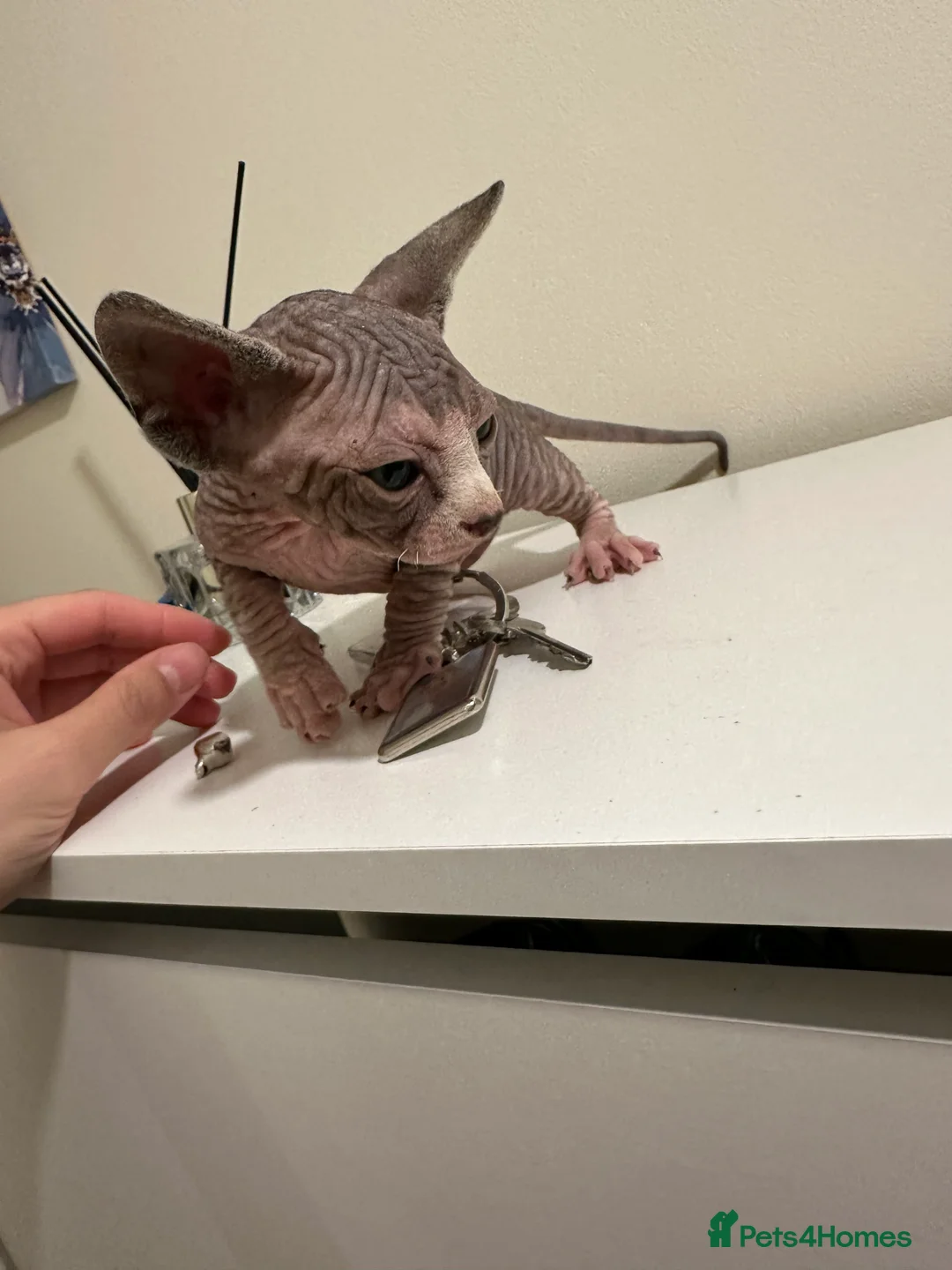 Sphynx cats for sale: beautiful Sphynx babies - Advert 1