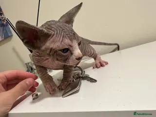Sphynx cats beautiful Sphynx babies - Advert 12
