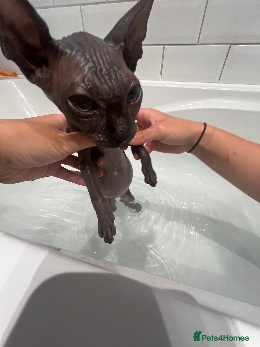 Sphynx cats for sale: Sphynx kitten for sale  - Advert 1