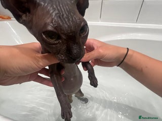 Sphynx cats Sphynx kitten for sale - Advert 2