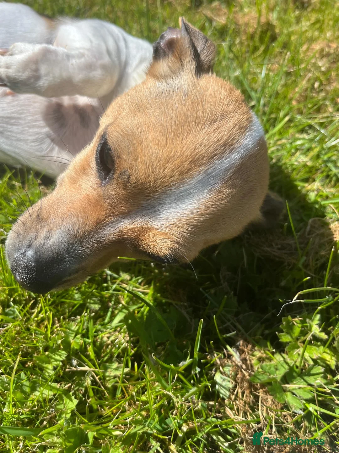 Jack Russell dogs for sale: Fabulous Frankie ⭐ - Advert 1
