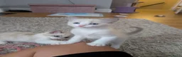 Ragdoll cats for sale: Beautiful blue bi colour boy for sale, vaccinated  - Advert 16