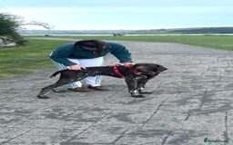 German Shorthaired Pointer dogs for sale: German shorthaired pointer boys and girls  - Image 8