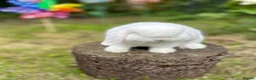 Mini Lop rabbits for sale: ⭐ FRIENDLY BABY MINI LOPS ⭐  - Advert 6