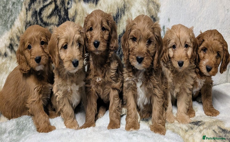 Cockapoo dogs - Advert 3