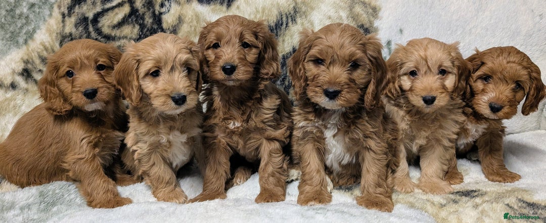 Cockapoo dogs for sale: Beautiful F1 Cockapoo puppies DNA clear  - Image 1