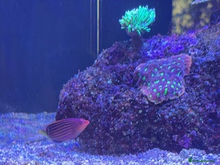Other/Mixed Breed fish - Advert 3