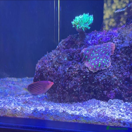 Other/Mixed Breed fish - Advert 1