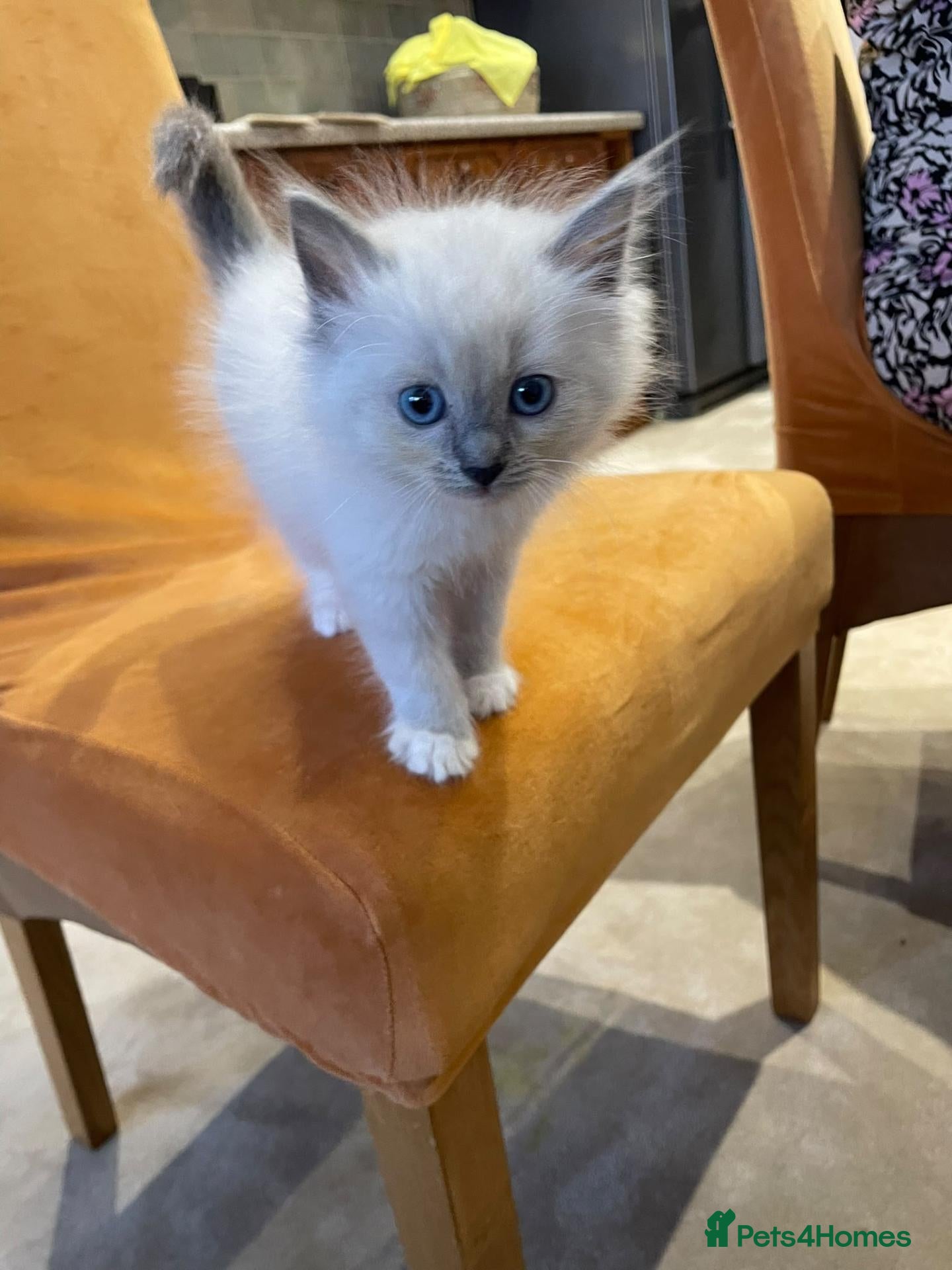Ragdoll cats Beautiful Ragdoll KittensReady 4Their New Homes 🐾 - Advert 2