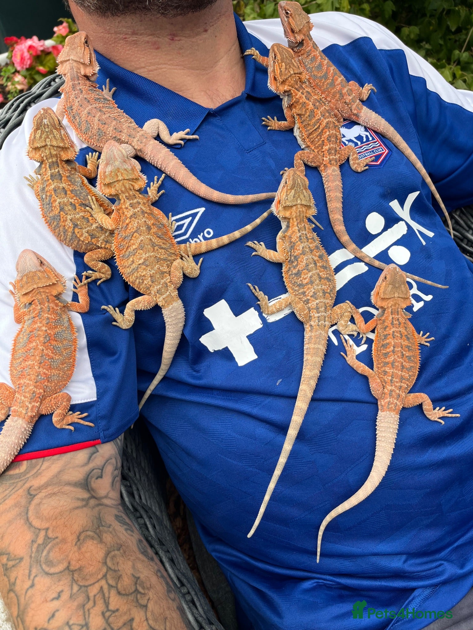 Bearded Dragon reptiles Red hypo baby bearded dragons  - Advert 1