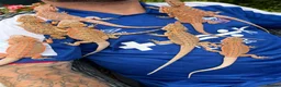 Bearded Dragon reptiles for sale: Red hypo baby bearded dragons  - Advert 1