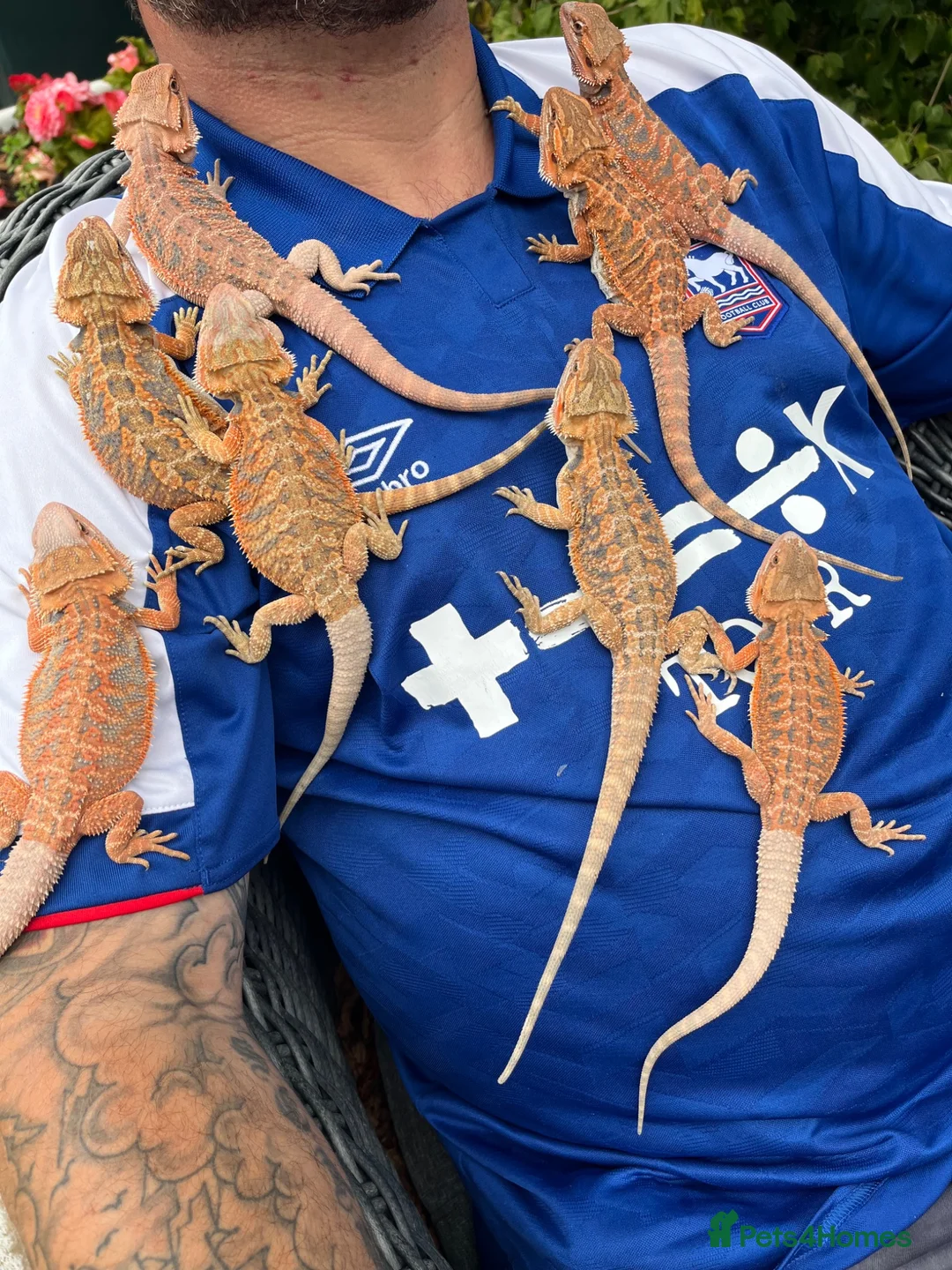Bearded Dragon reptiles for sale: Red hypo baby bearded dragons  - Advert 1