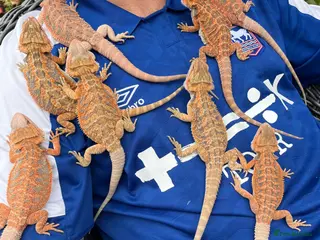 Bearded Dragon reptiles Red hypo baby bearded dragons - Advert 1
