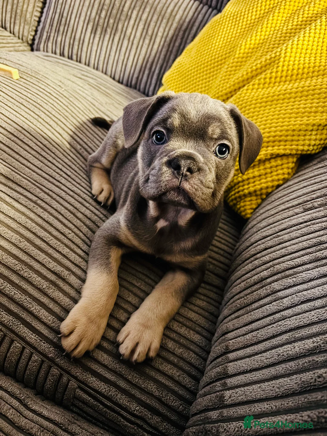 Frug dogs for sale: 1 Male Frug Puppy - Advert 3