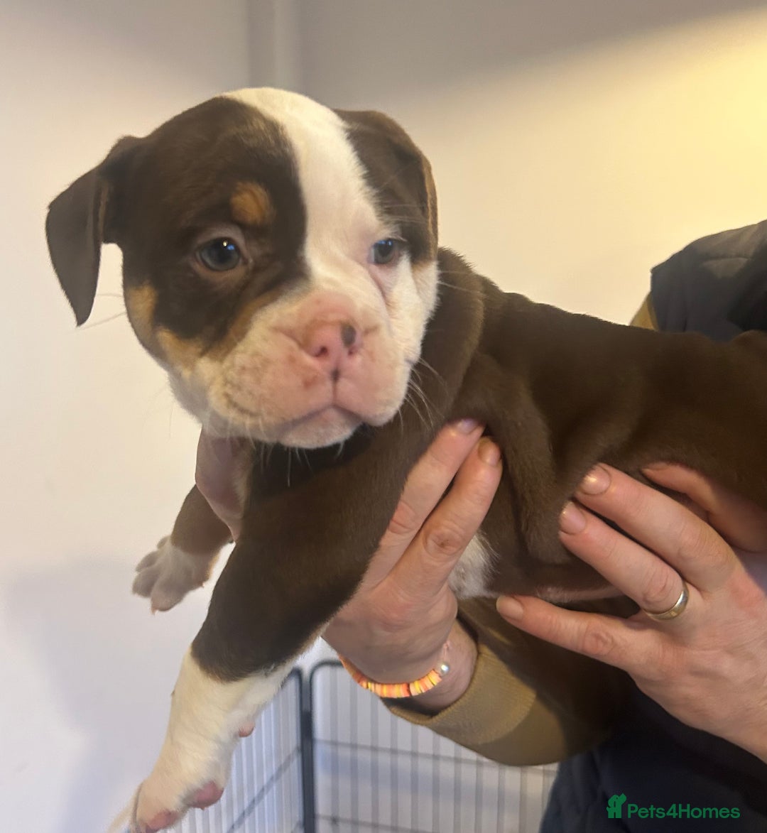 Olde English Bulldogge dogs for sale: Olde English bulldogges - Advert 13