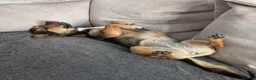 Patterjack dogs for sale: Pippa and Poppy  - Advert 7