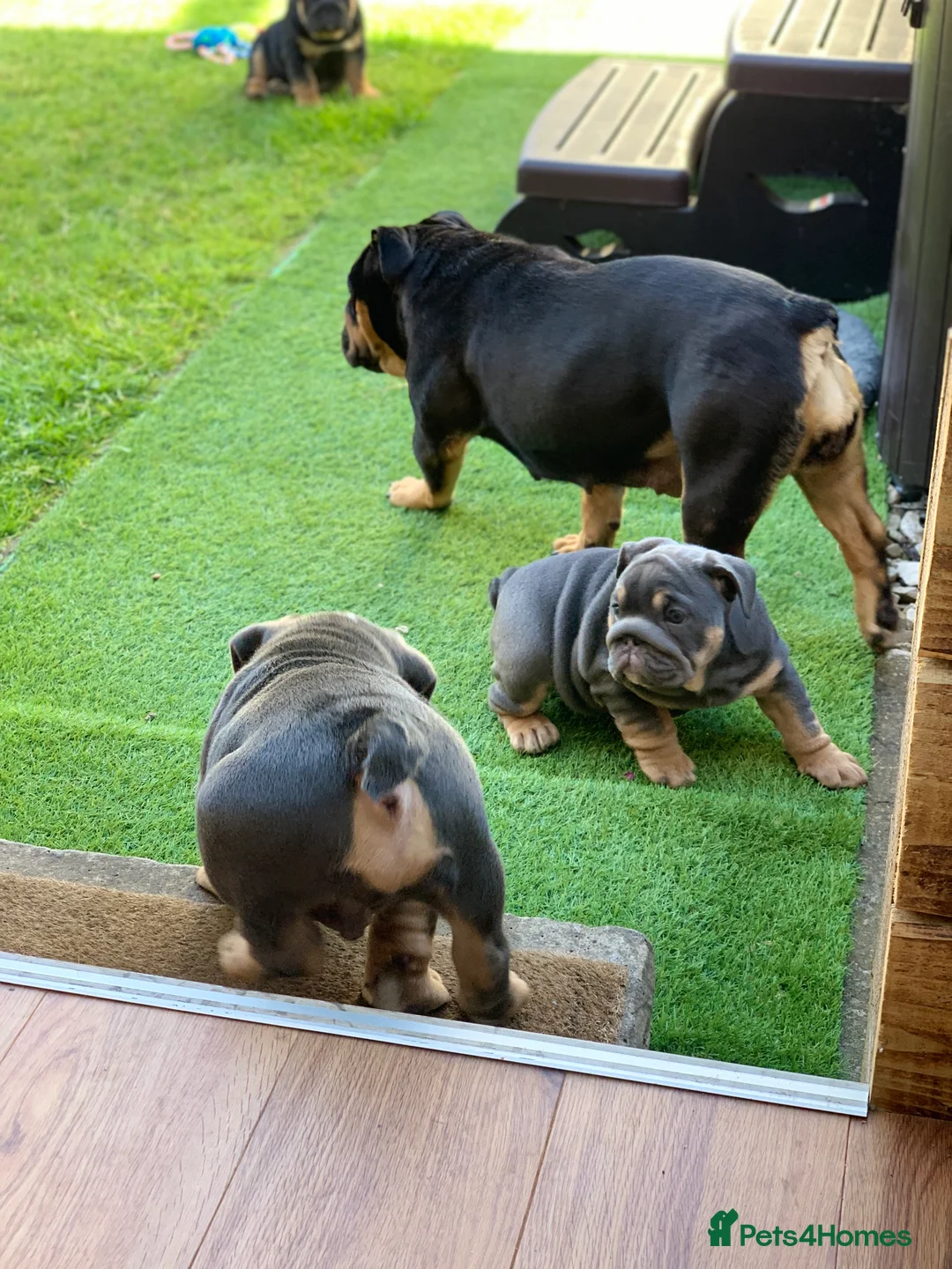 English Bulldog dogs for stud: English Bulldog Stud – Exceptional Temperament - Advert 22