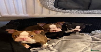 Boston Terrier dogs Beautiful KC Registered Boston Terrier Puppies  - Advert 4