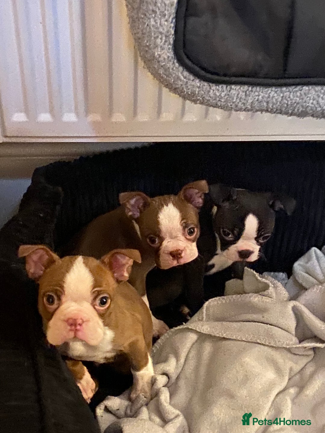 Boston Terrier dogs for sale: 🐾 Last Boston Terrier pup available 🐾 - Advert 6