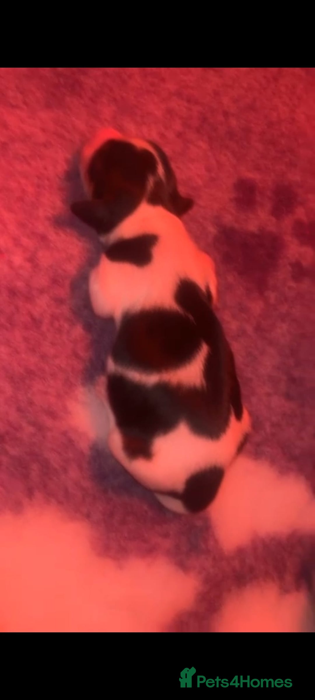 Miniature Dachshund dogs for sale: KC Reg Long-Haired Miniature Dachshund Puppies  - Advert 22