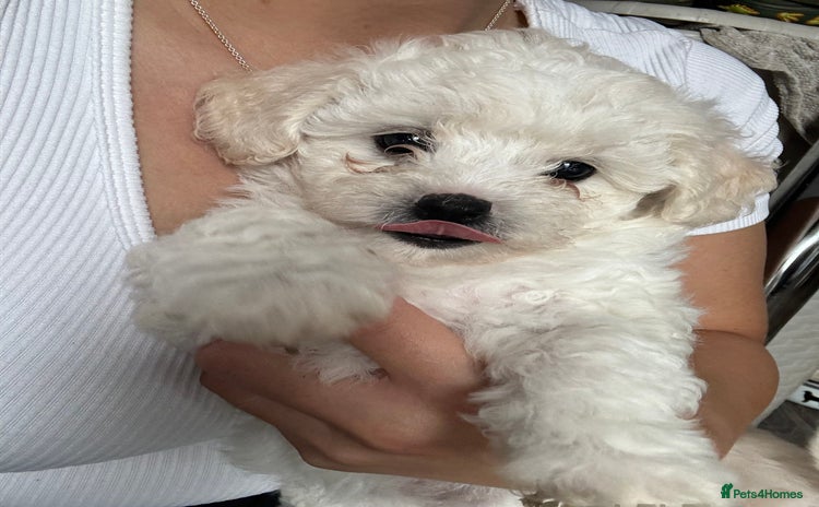 Shichon dogs - Advert 1