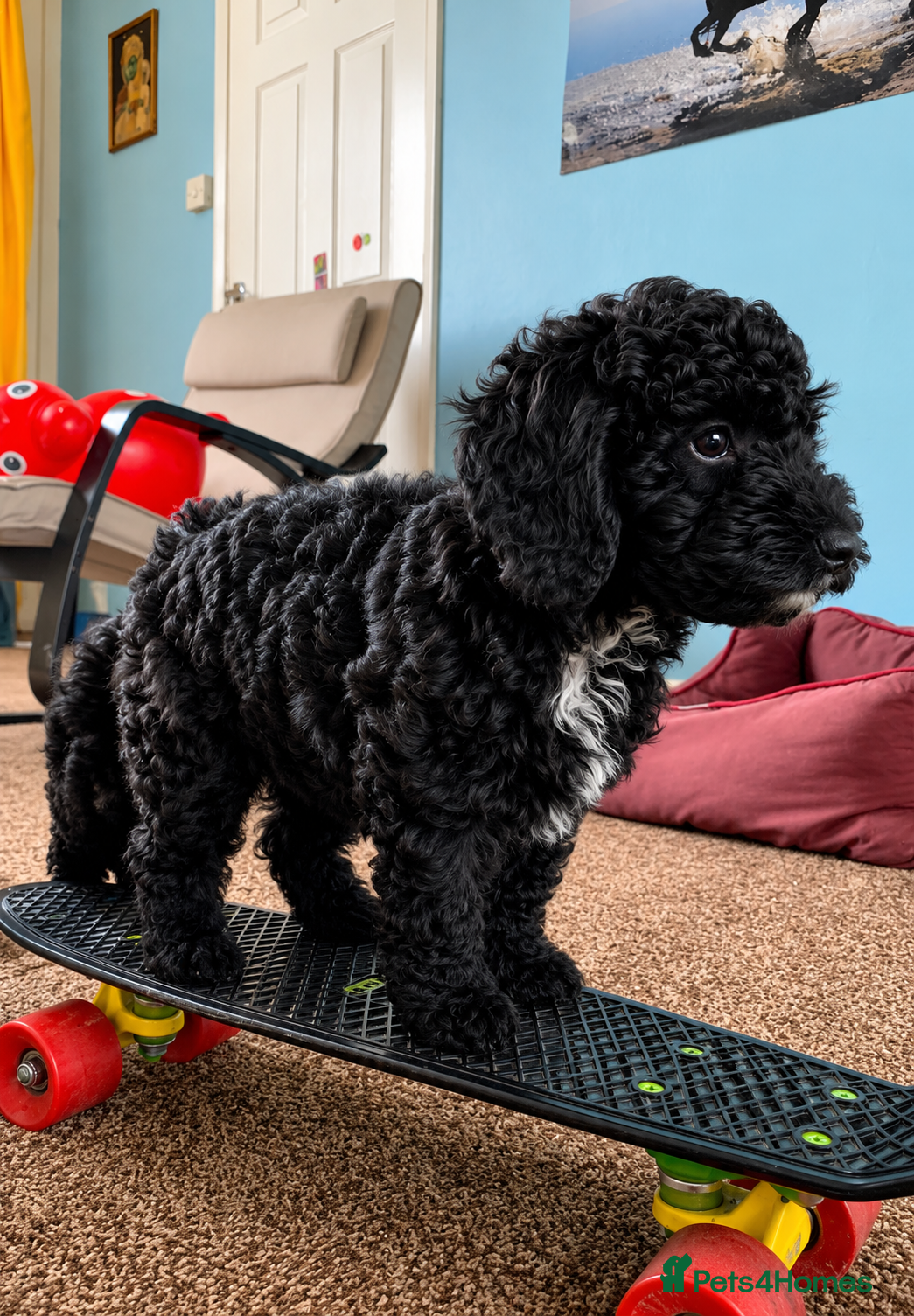 Cockapoo dogs Beautiful Toy Cockapoo Girl! - Advert 15