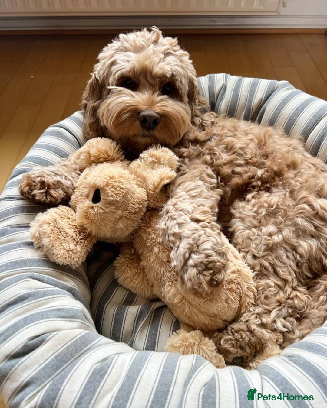 Cockapoo dogs for sale: Meet Our Adorable Cockapoo - Advert 5