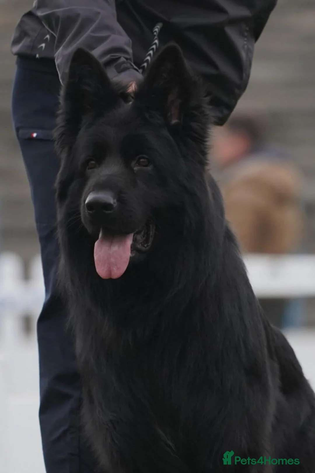 German Shepherd dogs for sale: German Sheperd  - Advert 1