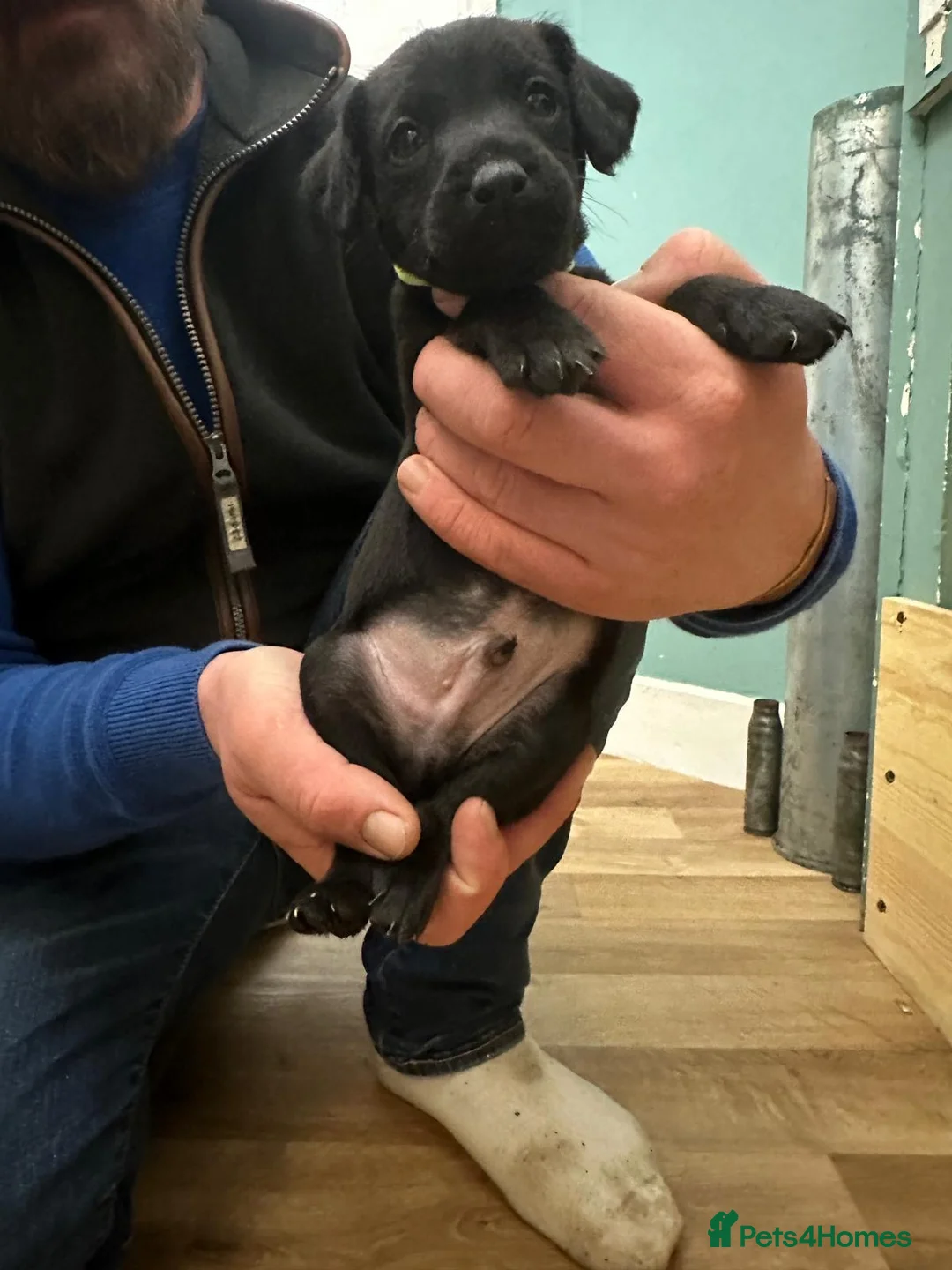 Patterdale Terrier dogs for sale: Docked Patterdale Black Puppies  - Advert 6