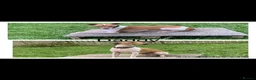 Italian Greyhound dogs for sale: Italian greyhound puppies  - Advert 11