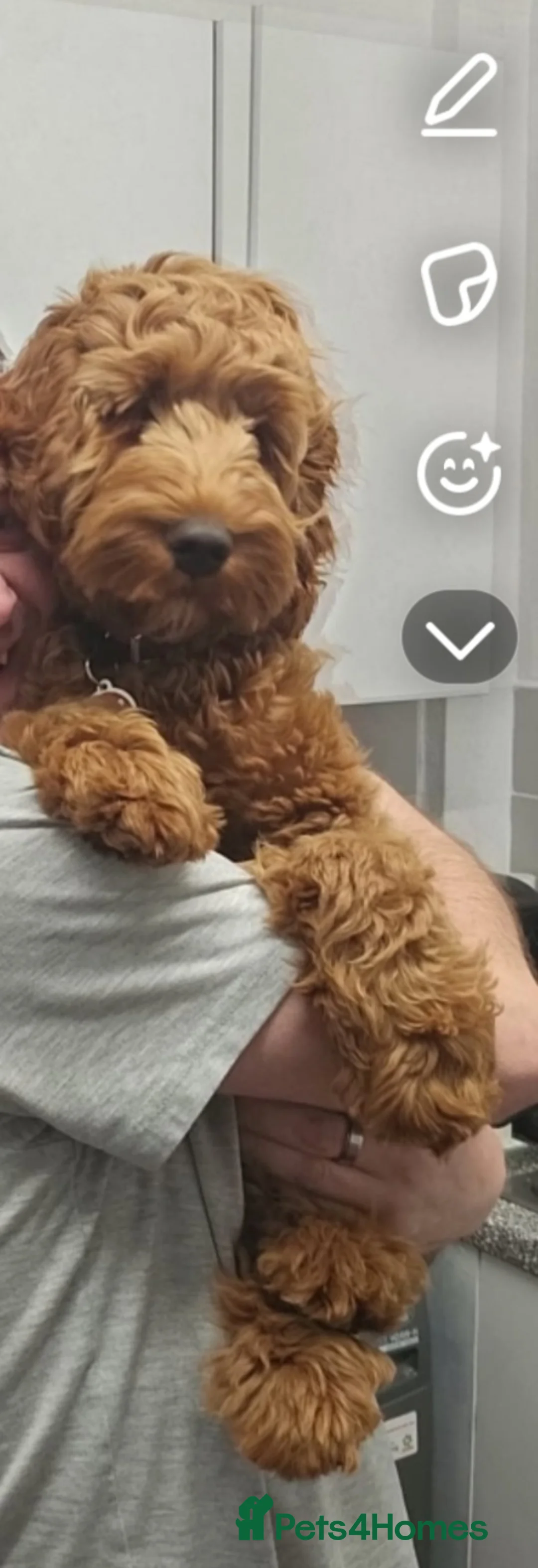 Cockapoo dogs for sale: 10 month old cockapoo - Advert 3