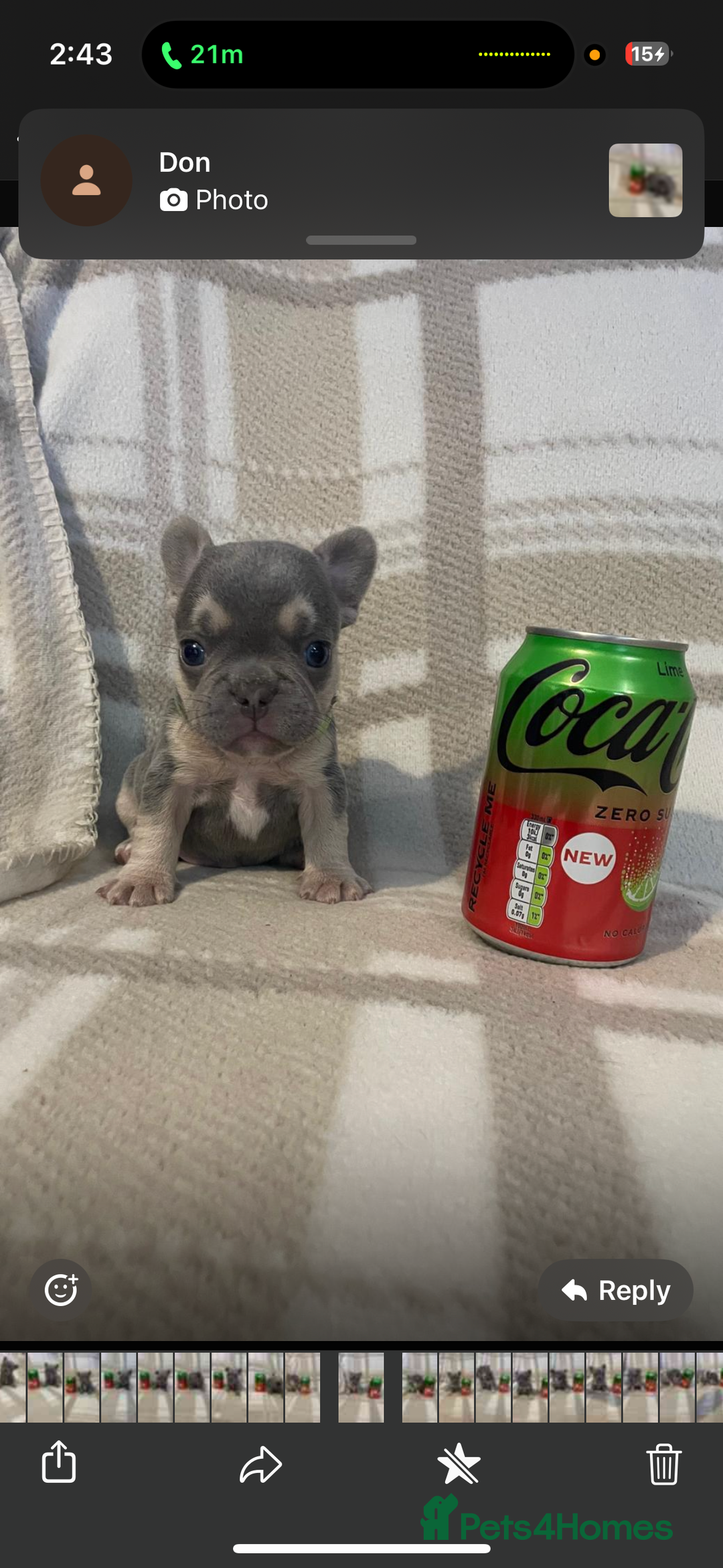 French Bulldog dogs for sale: Micro Frenchie Puppies – KC Registered - Image 35