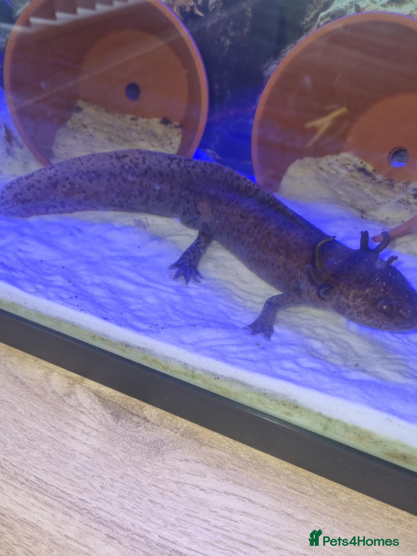 Axolotl reptiles Bert and Ernie  full set up for sale  - Advert 2
