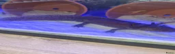 Axolotl reptiles for sale: Bert and Ernie  full set up for sale  in Corby - Advert 2