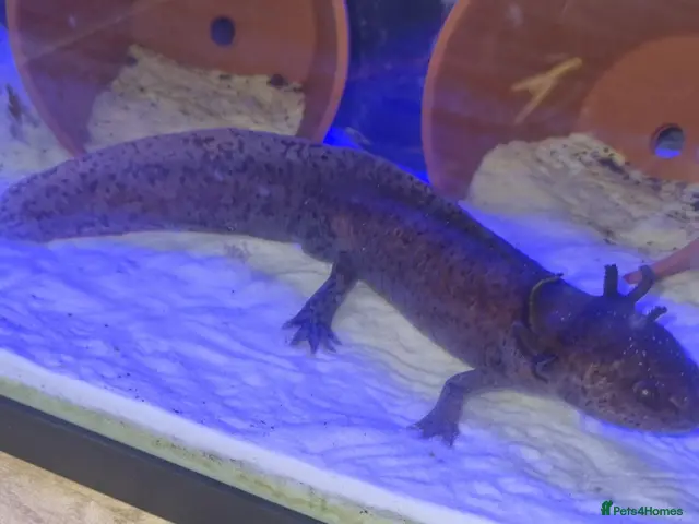 Axolotl reptiles Bert and Ernie full set up for sale - Advert 2