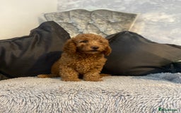 Cockapoo dogs for sale: Cockapoo  - Image 2