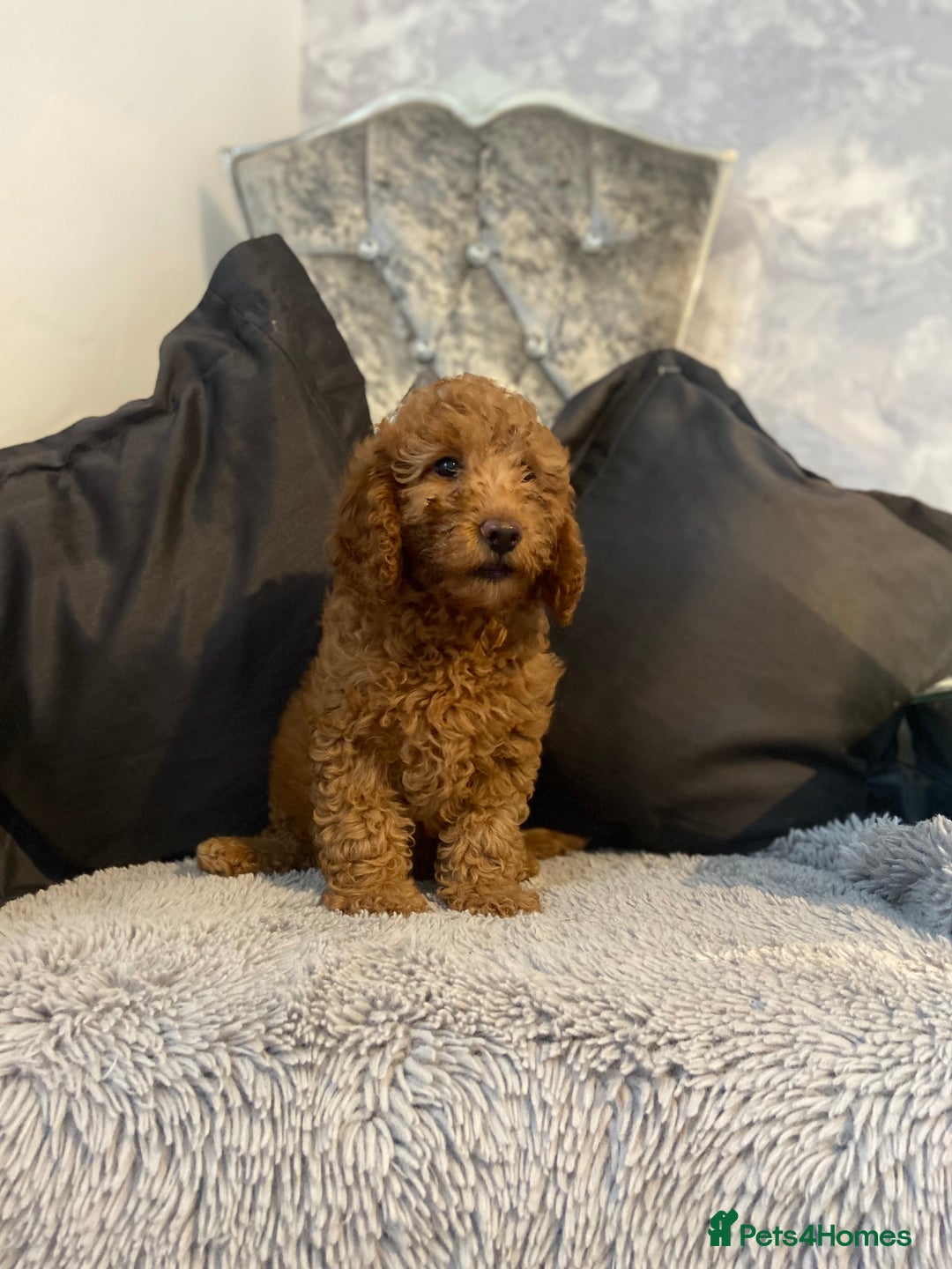 Cockapoo dogs for sale: Cockapoo  - Image 2