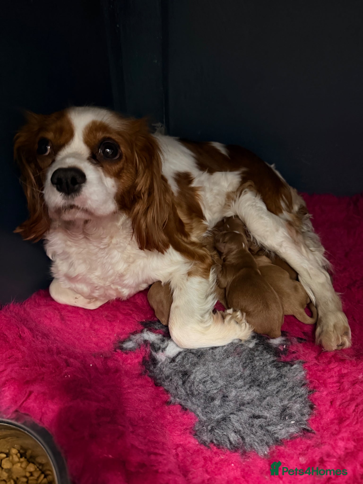 Cavapoo dogs F1 cavapoos 🥰dna health clear parents,💙🩷  - Advert 1